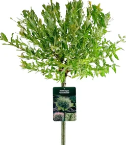 Salix integra 'Hakuro-nishiki' (Bonte wilg) 125cm