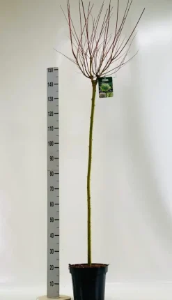 Salix integra 'Hakuro-nishiki' (Bonte wilg) 125cm