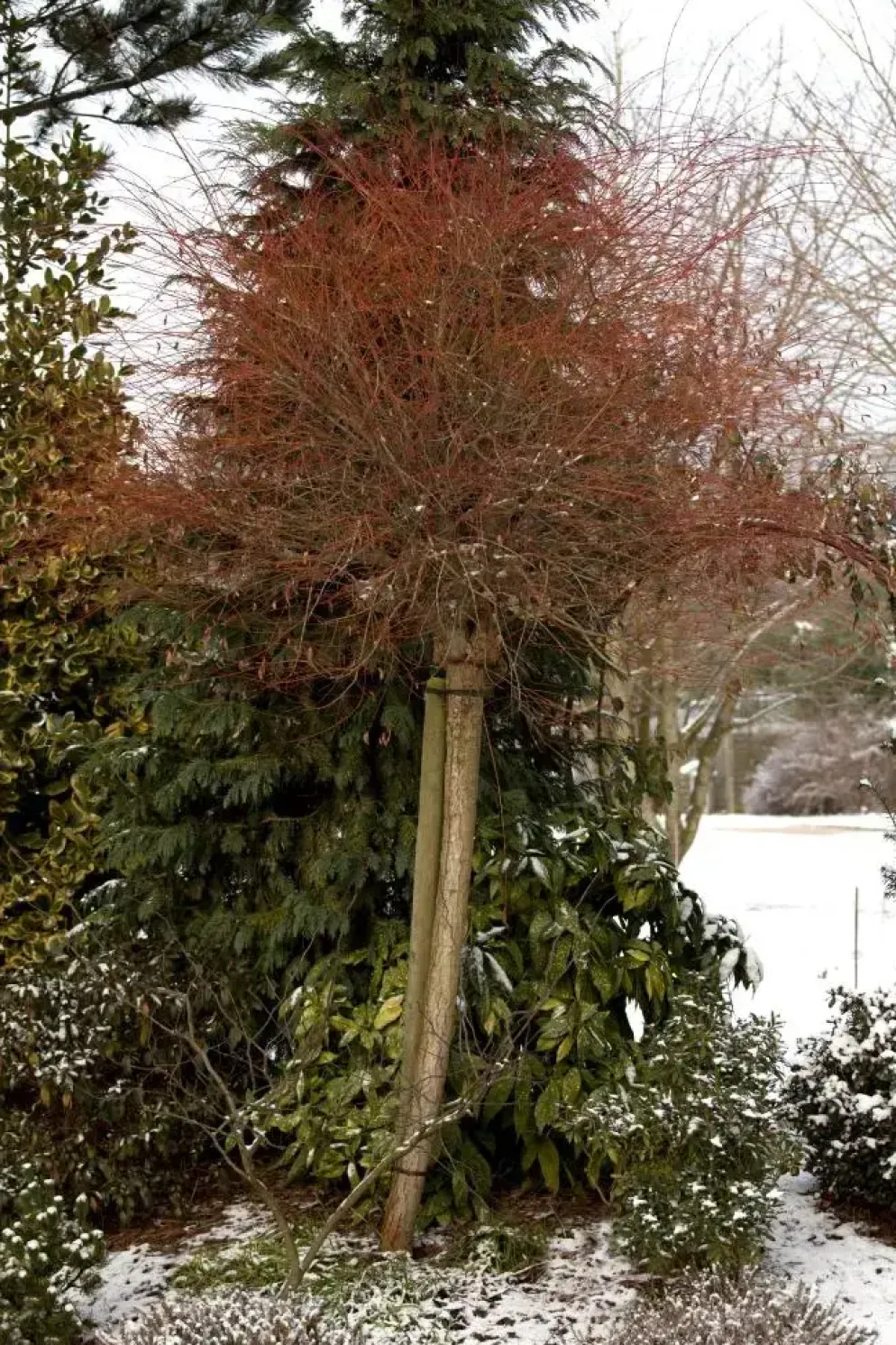 Salix integra 'Hakuro-nishiki' (Bonte wilg) 125cm