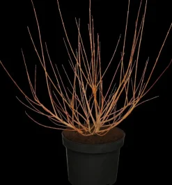 Salix integra 'Hakuro-nishiki' (Bonte wilg) 125cm