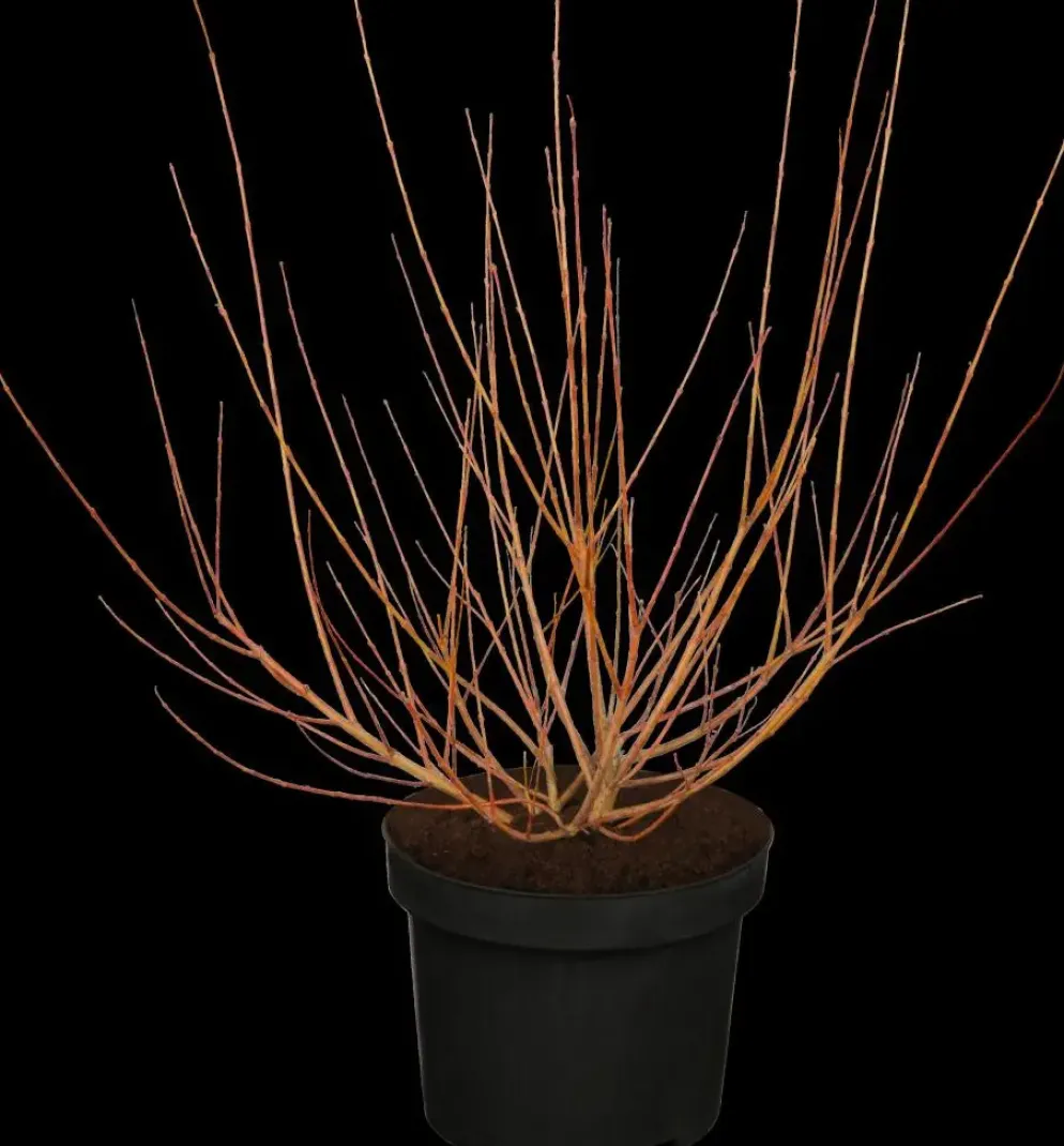 Salix integra 'Hakuro-nishiki' (Bonte wilg) 125cm