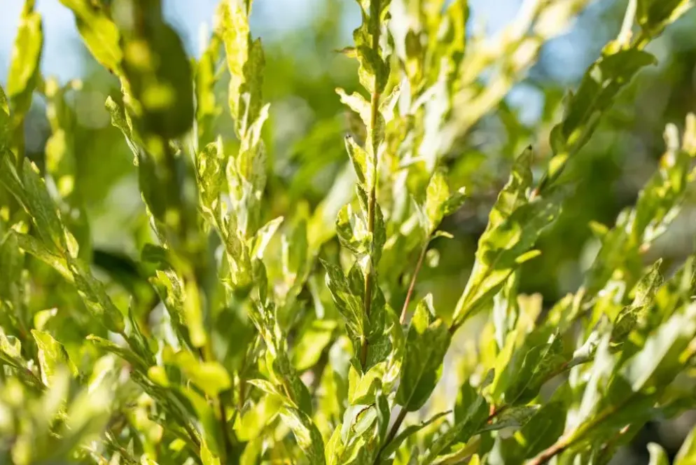 Salix integra 'Hakuro-nishiki' (Bonte wilg) 125cm