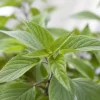 Salvia elegans 'Honey Melon' (Ananas-salie 'Honey Melon')
