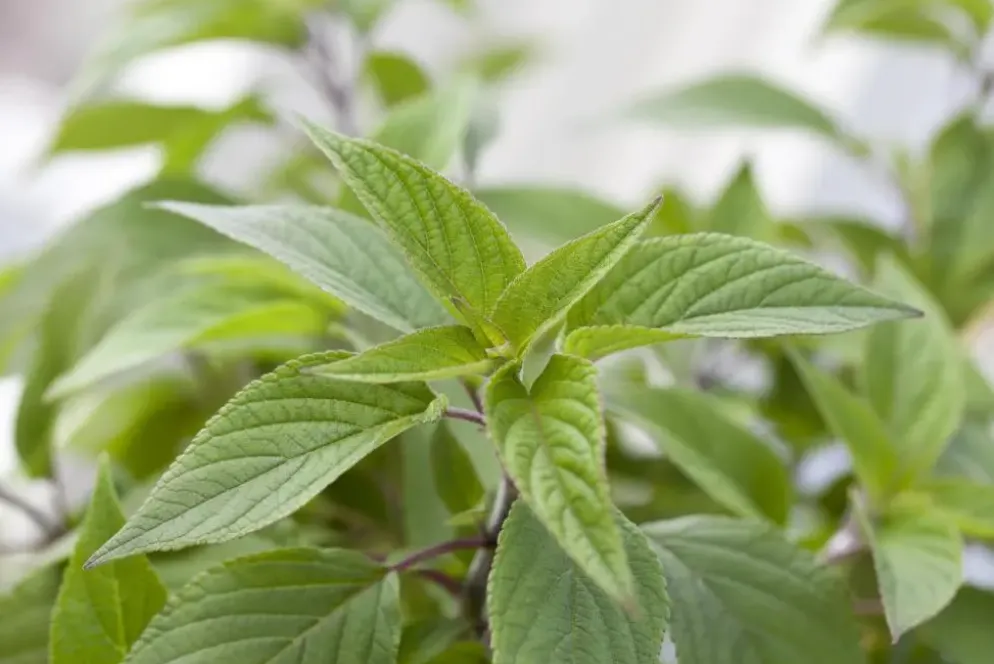 Salvia elegans 'Honey Melon' (Ananas-salie 'Honey Melon')