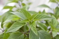 Salvia elegans 'Honey Melon' (Ananas-salie 'Honey Melon')
