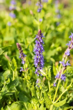 Salvia nemorosa 'Blauhügel' (Salie 'Blauhügel')