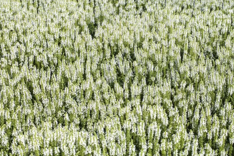 Salvia nemorosa, wit (Bossalie)