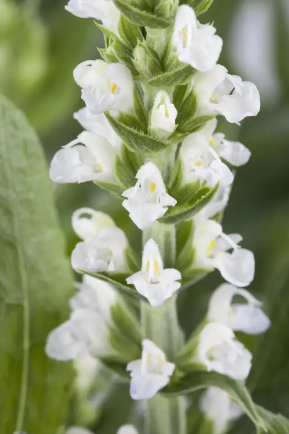 Salvia nemorosa, wit (Bossalie)