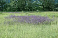 Salvia pratensis (Veldsalie)