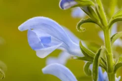 Salvia pratensis (Veldsalie)