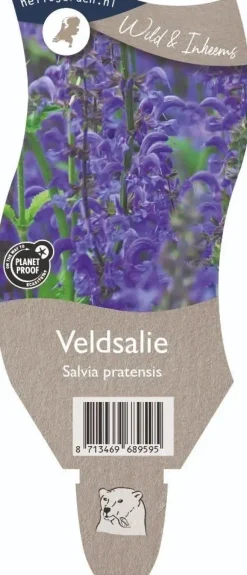 Salvia pratensis (Veldsalie)