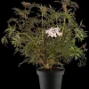 Sambucus nigra 'Black Lace'(s) (Gewone vlier 'Black Lace')
