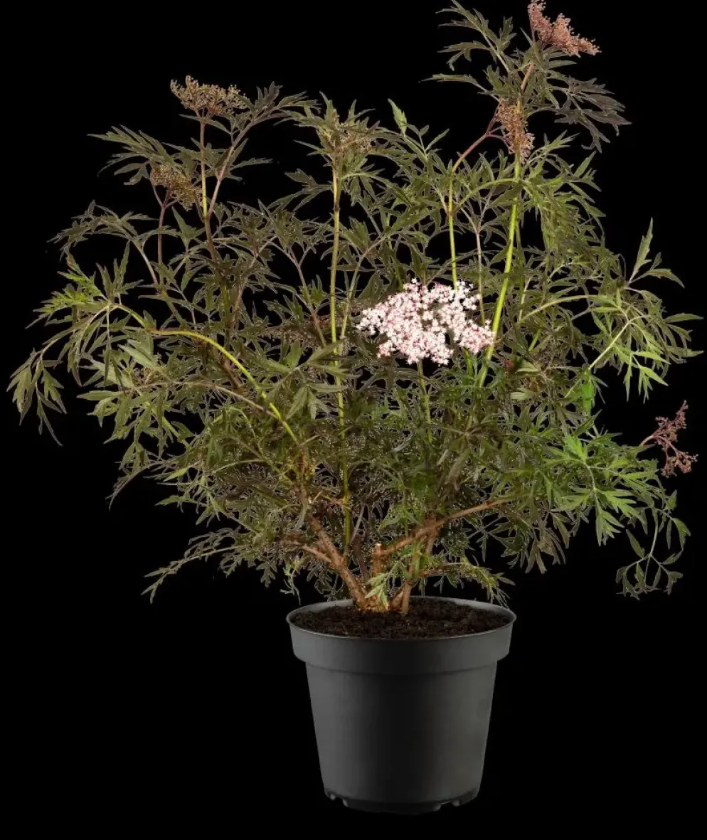 Sambucus nigra 'Black Lace'(s) (Gewone vlier 'Black Lace')