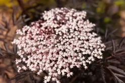 Sambucus nigra 'Black Lace'(s) (Gewone vlier 'Black Lace')