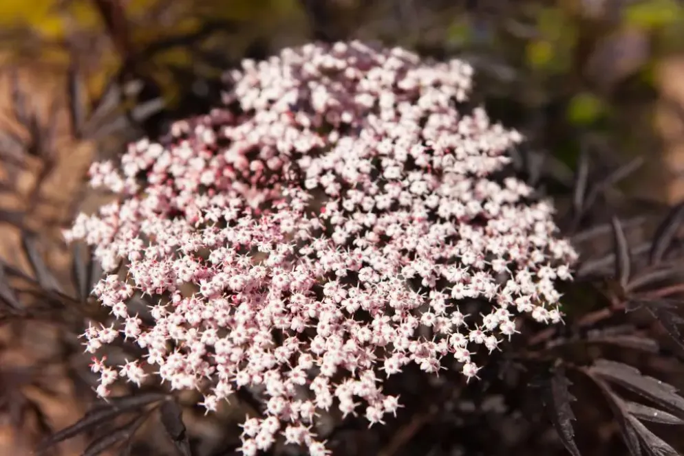 Sambucus nigra 'Black Lace'(s) (Gewone vlier 'Black Lace')