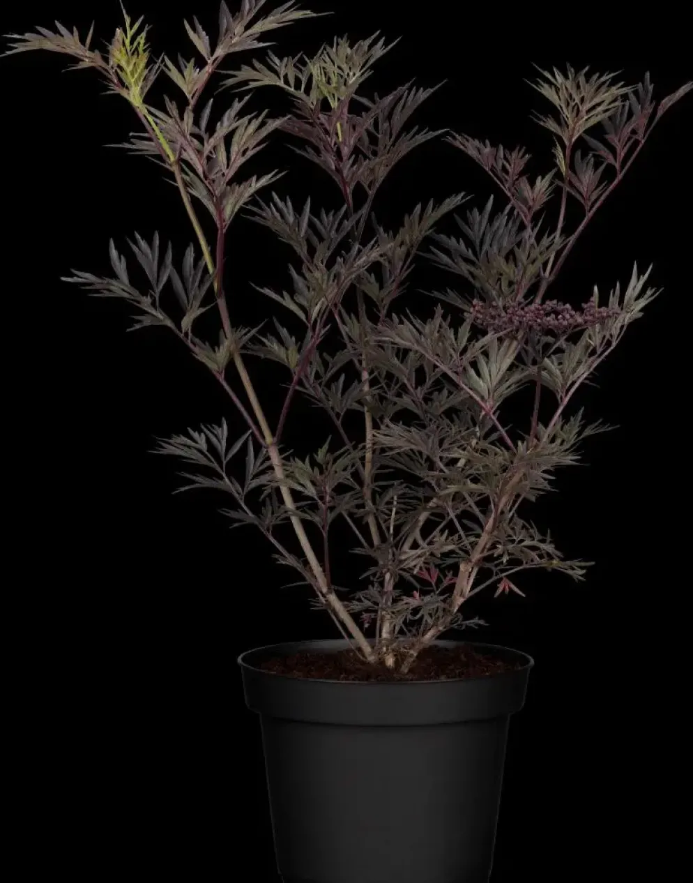 Sambucus nigra 'Black Lace'(s) (Gewone vlier 'Black Lace')