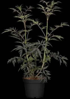 Sambucus nigra 'Black Lace'(s) (Gewone vlier 'Black Lace')