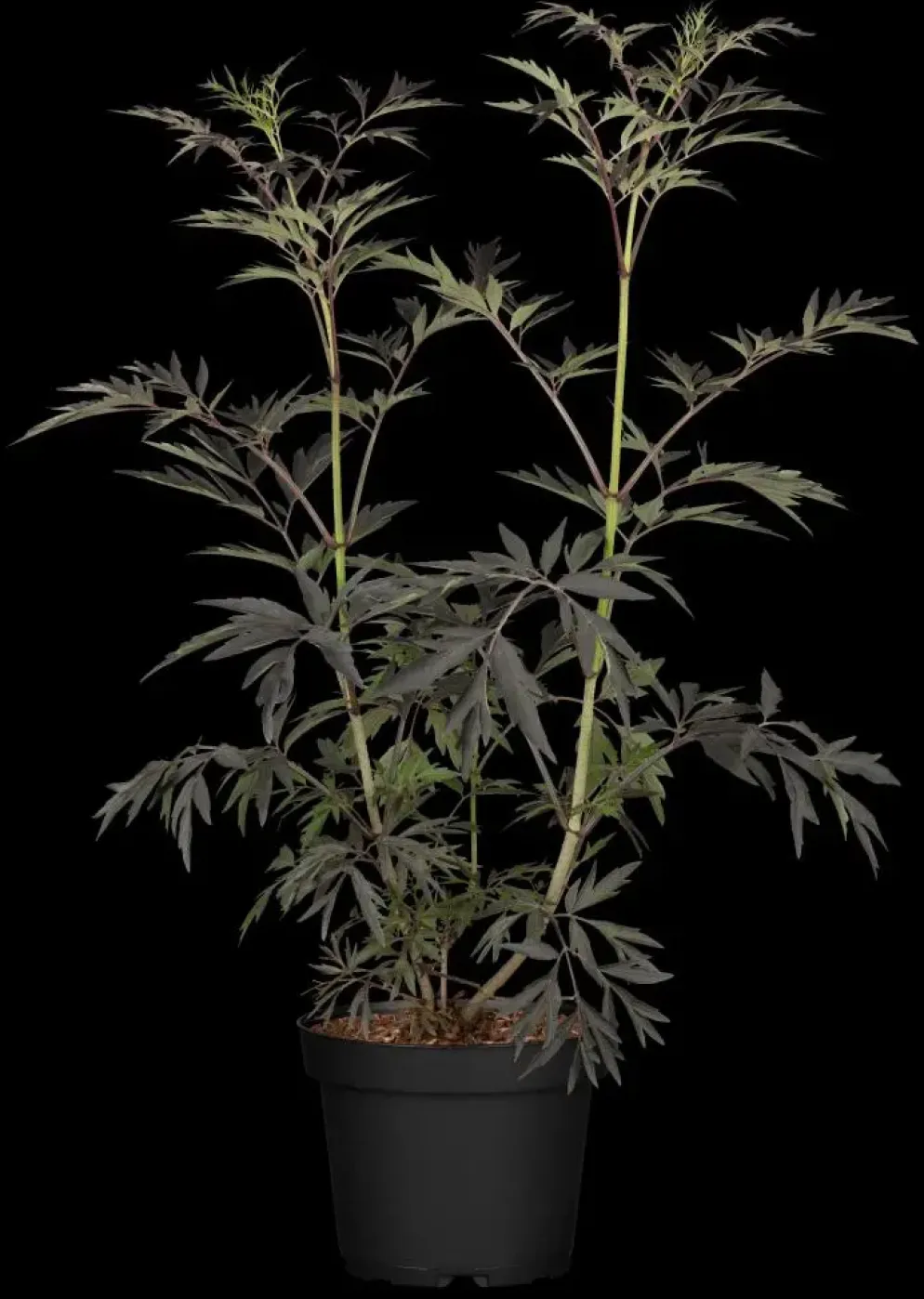 Sambucus nigra 'Black Lace'(s) (Gewone vlier 'Black Lace')