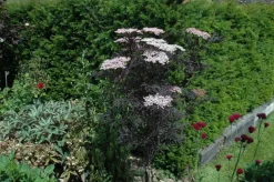 Sambucus nigra 'Black Lace'(s) (Gewone vlier 'Black Lace')