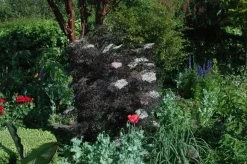Sambucus nigra 'Black Lace'(s) (Gewone vlier 'Black Lace')