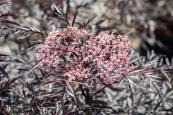 Sambucus nigra 'Black Lace'(s) (Gewone vlier 'Black Lace')