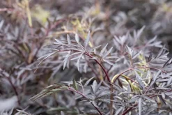 Sambucus nigra 'Black Lace'(s) (Gewone vlier 'Black Lace')