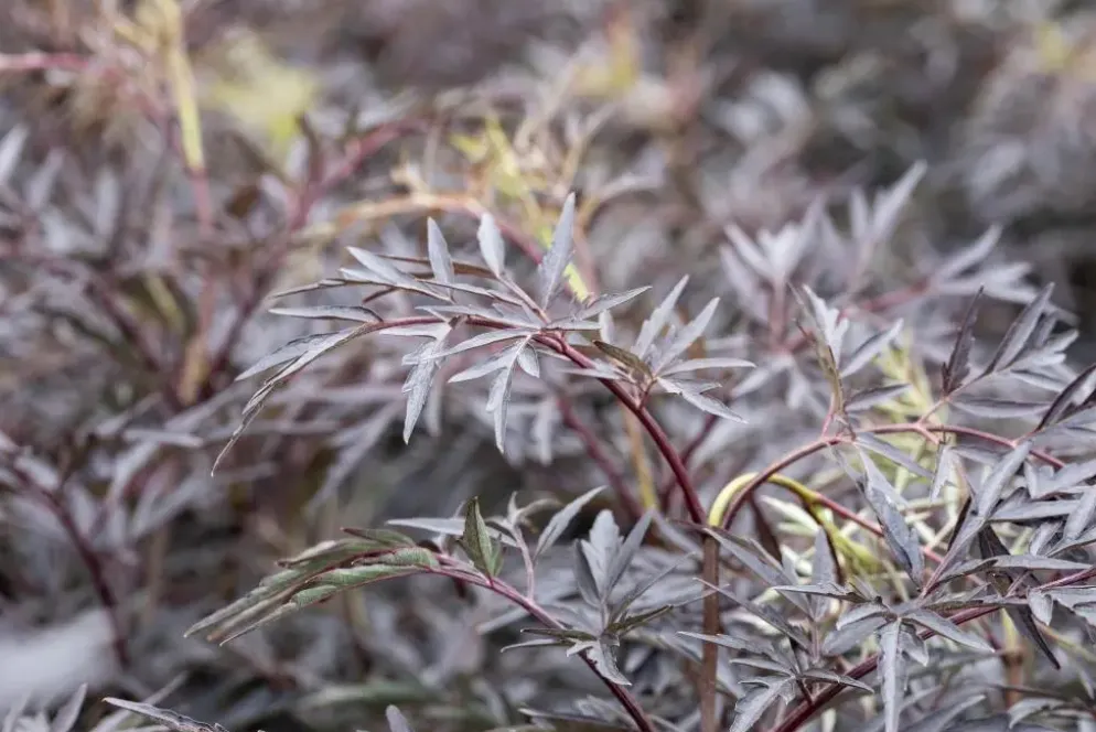Sambucus nigra 'Black Lace'(s) (Gewone vlier 'Black Lace')