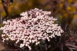 Sambucus nigra 'Black Lace'(s) (Gewone vlier 'Black Lace')