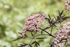 Sambucus nigra 'Black Lace'(s) (Gewone vlier 'Black Lace')