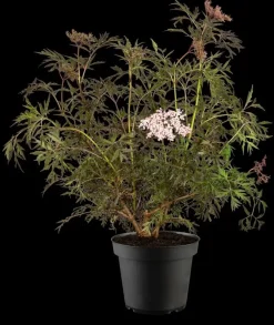 Sambucus nigra 'Black Lace'(s) (Gewone vlier 'Black Lace')