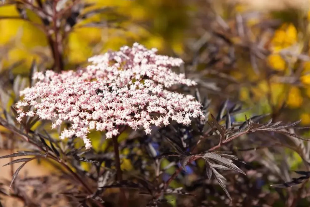 Sambucus nigra 'Black Lace'(s) (Gewone vlier 'Black Lace')