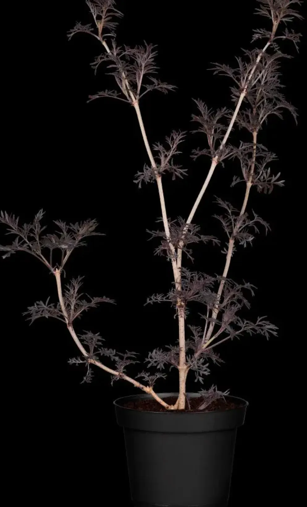 Sambucus nigra 'Black Lace'(s) (Gewone vlier 'Black Lace')