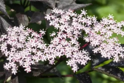 Sambucus nigra 'Black Lace'(s) (Gewone vlier 'Black Lace')