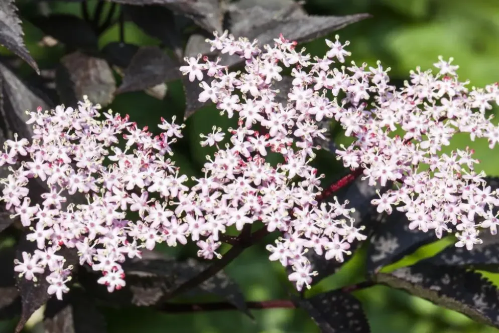 Sambucus nigra 'Black Lace'(s) (Gewone vlier 'Black Lace')
