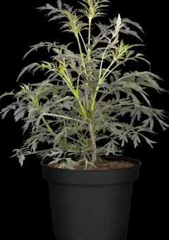 Sambucus nigra 'Black Lace'(s) (Gewone vlier 'Black Lace')
