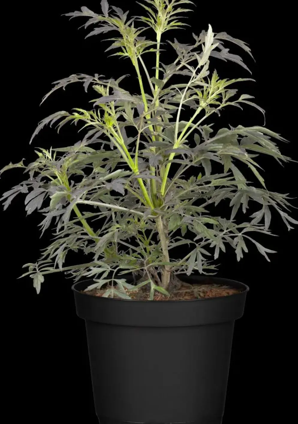 Sambucus nigra 'Black Lace'(s) (Gewone vlier 'Black Lace')