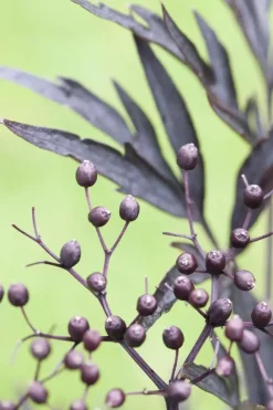 Sambucus nigra 'Black Lace'(s) (Gewone vlier 'Black Lace')