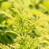 Sambucus nigra 'Golden Tower' (Gewone Vlier 'Golden Tower')