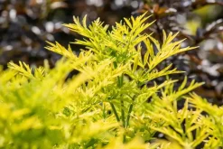 Sambucus nigra 'Golden Tower' (Gewone Vlier 'Golden Tower')