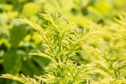 Sambucus nigra 'Golden Tower' (Gewone Vlier 'Golden Tower')