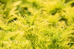 Sambucus nigra 'Golden Tower' (Gewone Vlier 'Golden Tower')