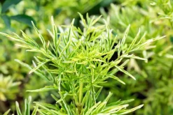 Sambucus nigra 'Golden Tower' (Gewone Vlier 'Golden Tower')