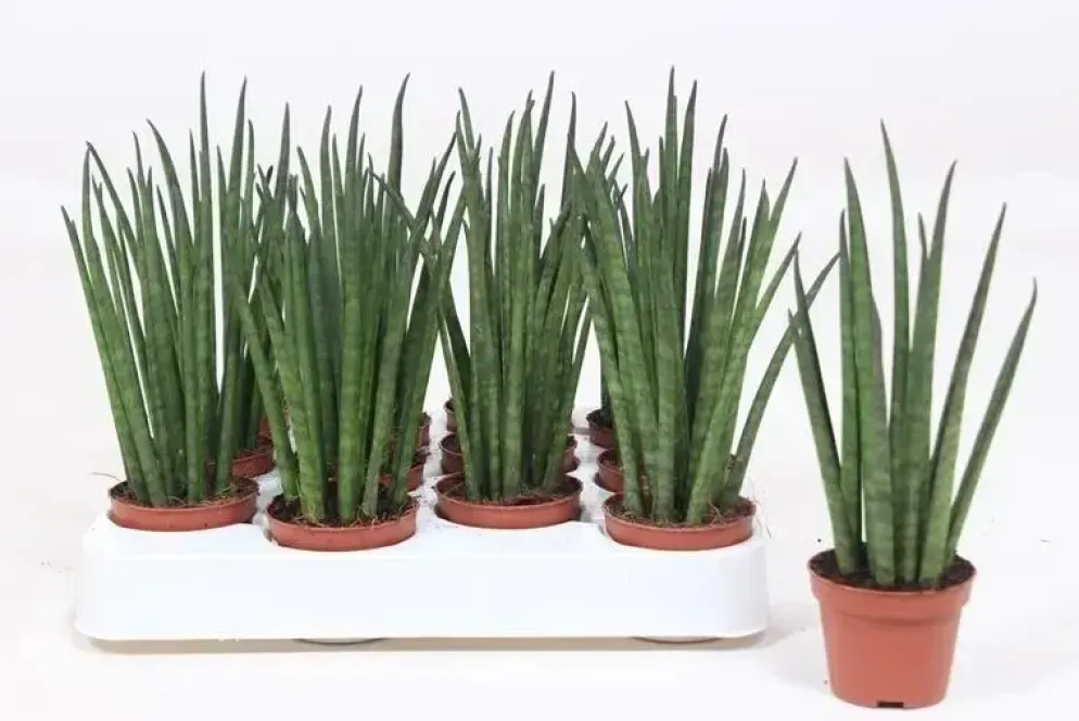 Sansevieria bacularis 'Mikado' (Vrouwentong) 20cm