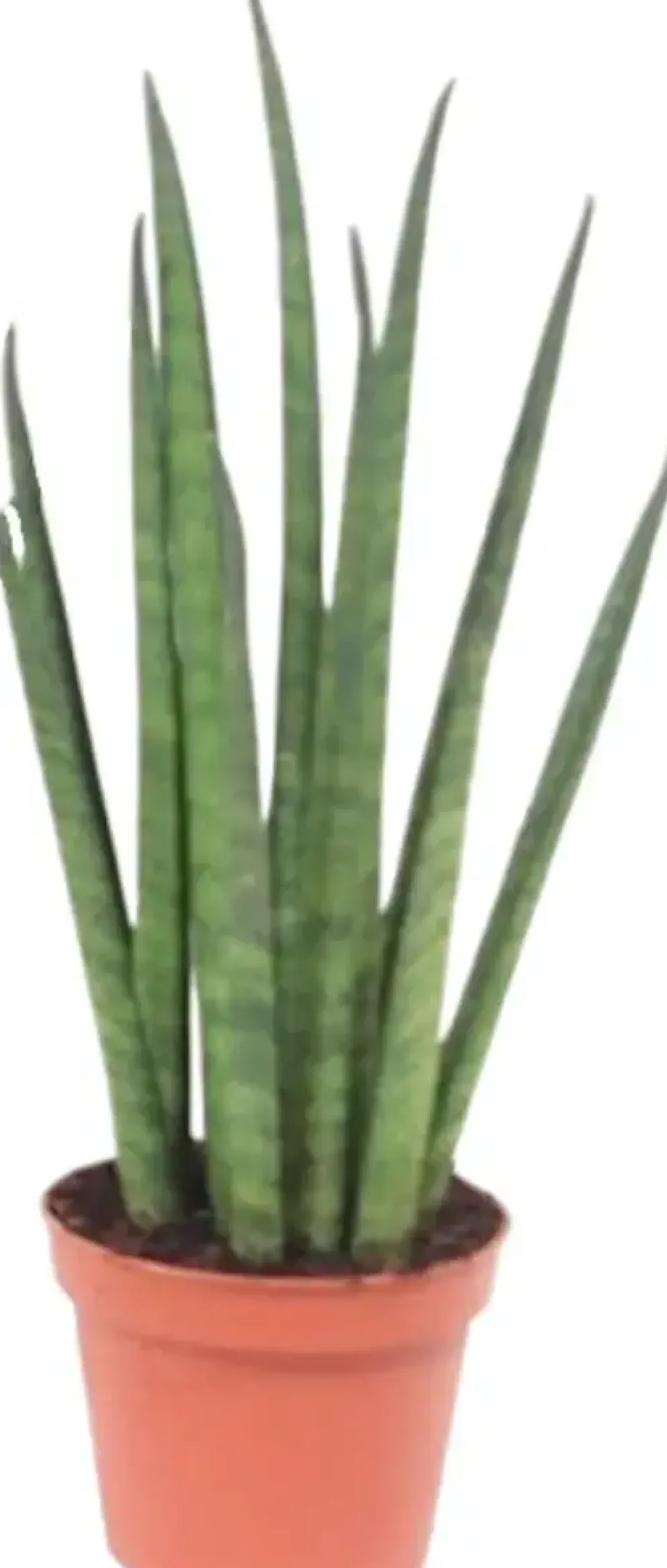 Sansevieria bacularis 'Mikado' (Vrouwentong) 20cm