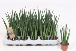 Sansevieria bacularis 'Mikado' (Vrouwentong) 20cm
