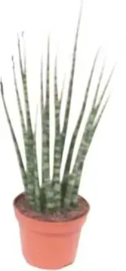 Sansevieria fernwood mikado (Vrouwentong) 20cm