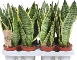 Sansevieria trifasciata 'Futura Superba' (Vrouwentong) 30cm