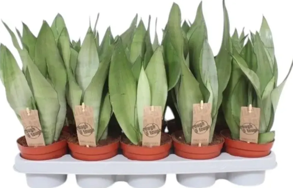 Sansevieria trifasciata 'Moonshine' (Vrouwentong) 40cm