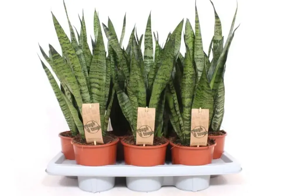Sansevieria zeylanica (Vrouwentong) 45cm