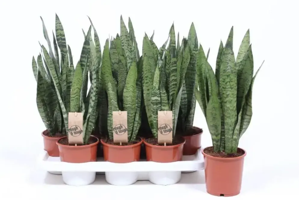 Sansevieria zeylanica (Vrouwentong) 45cm